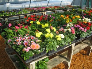 Blooming Flowers in Greenhouse