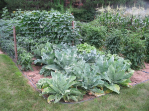 Garden on Drip Irrigation