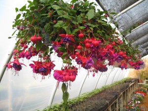 Hanging Flowers in Bloom