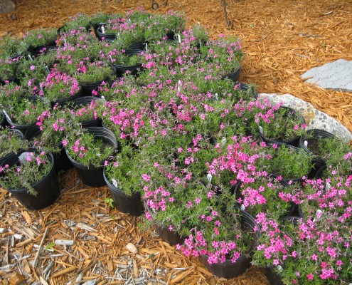 Potted Pink Flowers