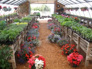 Potted Plants in Nursery