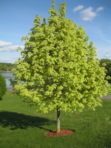 Variegated Maple planted at Lake Kountry