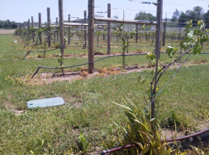 Vineyard Water Systems